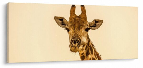 Tablou cu girafe (120x50 cm)