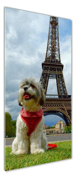 Fotografie imprimată pe sticlă Câine din Paris