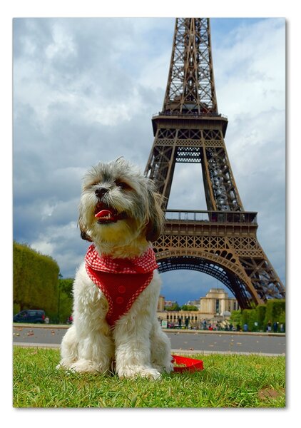 Fotografie imprimată pe sticlă Câine din Paris
