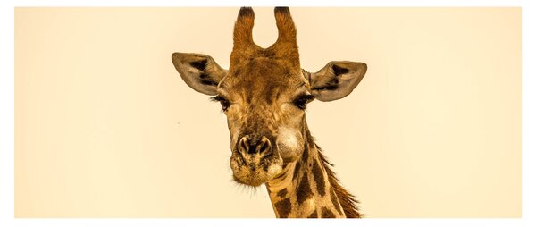 Tablou cu girafe (120x50 cm)