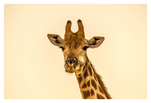 Tablou cu girafe (90x60 cm)