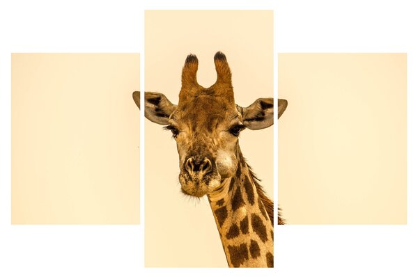 Tablou cu girafe (90x60 cm)