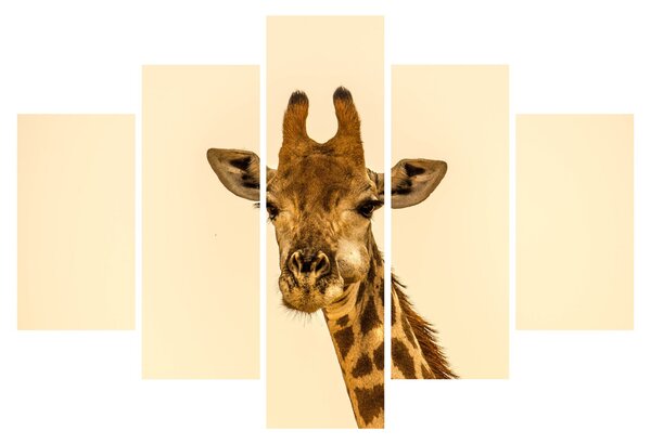 Tablou cu girafe (150x105 cm)