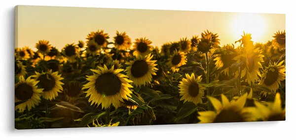 Tablou cu lan de floarea soarelui (120x50 cm)