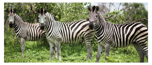 Tablou cu zebre (120x50 cm)