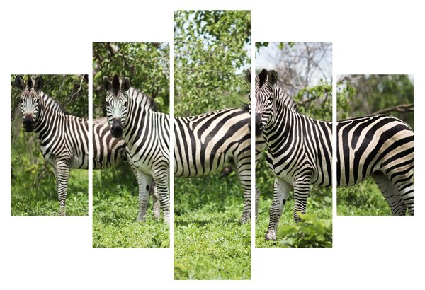 Tablou cu zebre (150x105 cm)