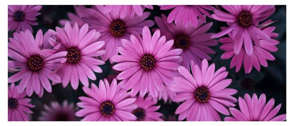 Tablou cu florile roz (120x50 cm)