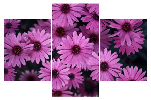 Tablou cu florile roz (90x60 cm)