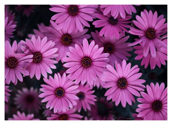Tablou cu florile roz (70x50 cm)