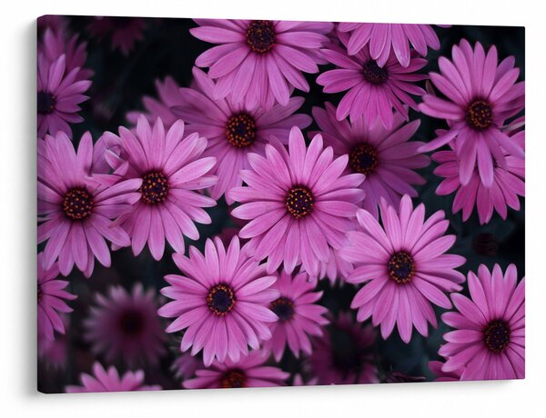 Tablou cu florile roz (70x50 cm)