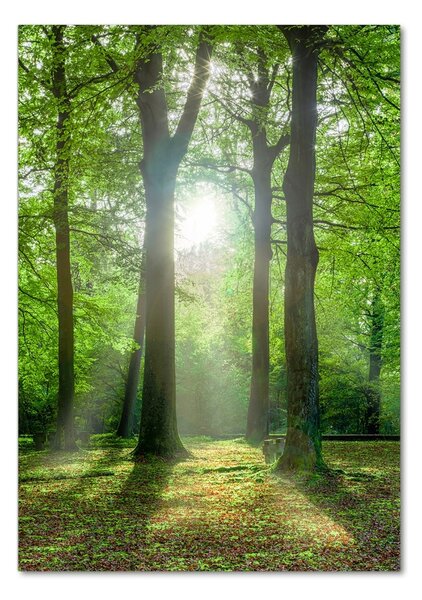 Fotografie imprimată pe sticlă Soare în pădure