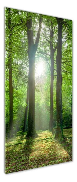 Fotografie imprimată pe sticlă Soare în pădure