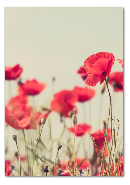Tablou sticlă wildflowers maci