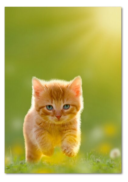 Tablou sticlă Red Cat