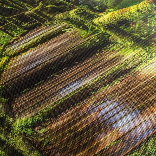 Tablou cu scări într-o pădure tropicală (90x60 cm)