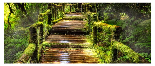 Tablou cu scări într-o pădure tropicală (120x50 cm)
