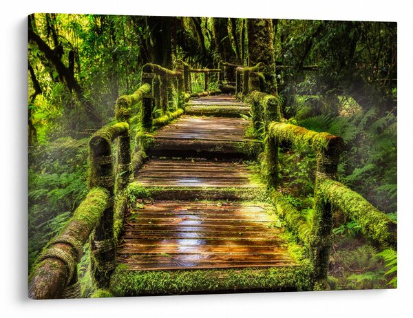 Tablou cu scări într-o pădure tropicală (70x50 cm)