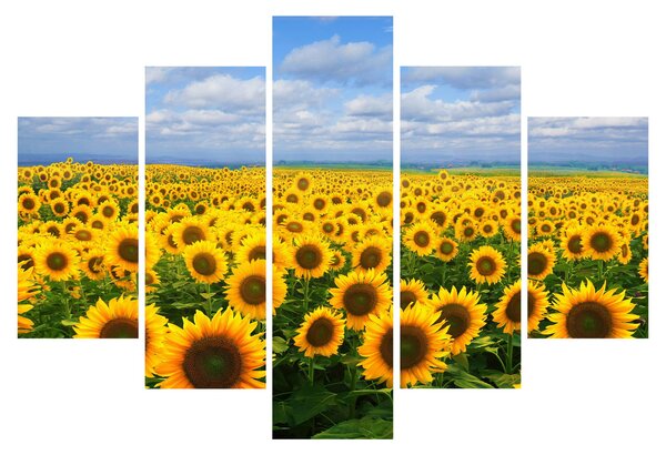 Tablou cu lan de floarea soarelui (150x105 cm)
