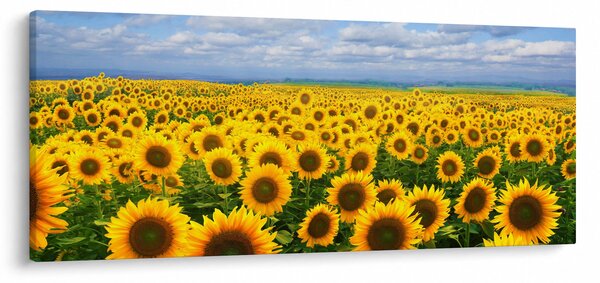 Tablou cu lan de floarea soarelui (120x50 cm)