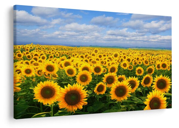 Tablou cu lan de floarea soarelui (90x60 cm)