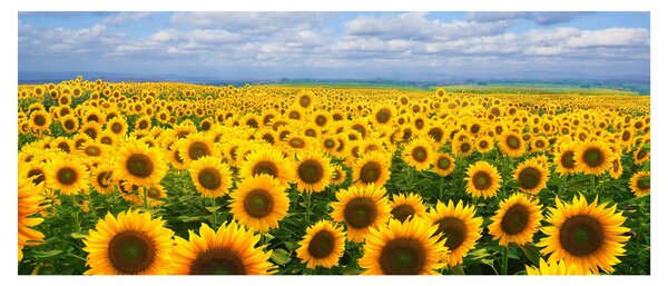 Tablou cu lan de floarea soarelui (120x50 cm)