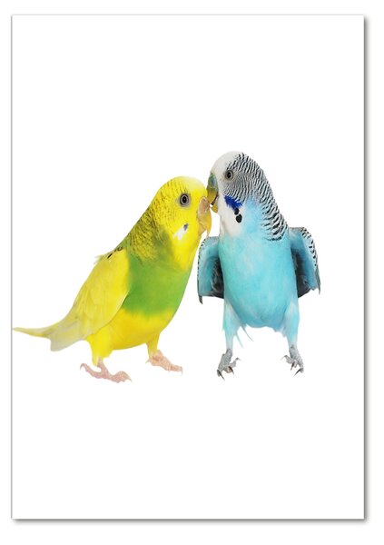 Fotografie imprimată pe sticlă budgies