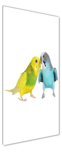 Fotografie imprimată pe sticlă budgies