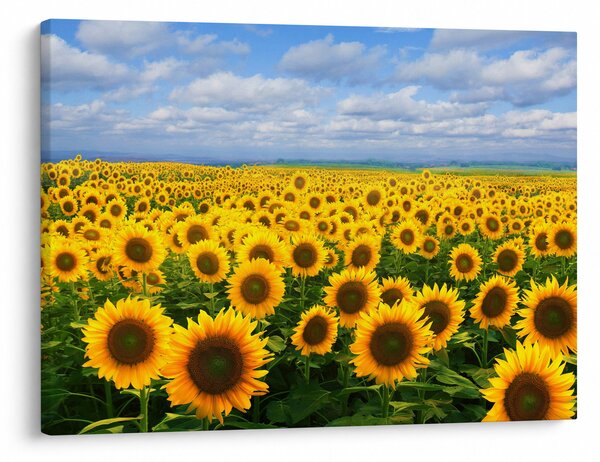Tablou cu lan de floarea soarelui (70x50 cm)