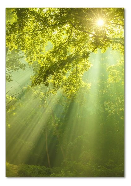 Imagine de sticlă Soare în pădure