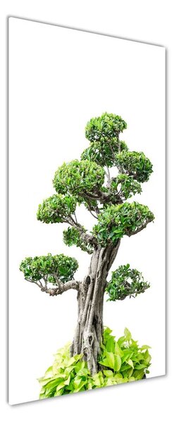 Fotografie imprimată pe sticlă copac bonsai
