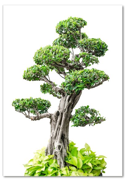 Fotografie imprimată pe sticlă copac bonsai