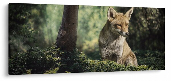 Tablou cu vulpe (120x50 cm)