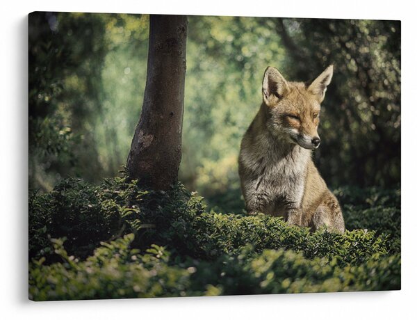 Tablou cu vulpe (70x50 cm)