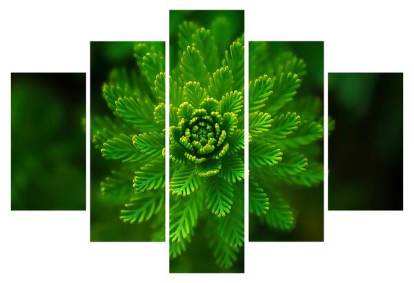 Tablou cu coniferi (150x105 cm)