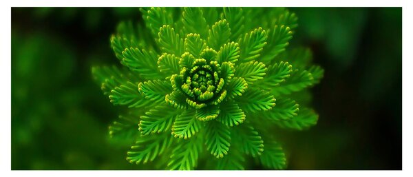 Tablou cu coniferi (120x50 cm)