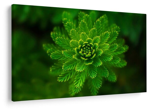 Tablou cu coniferi (90x60 cm)