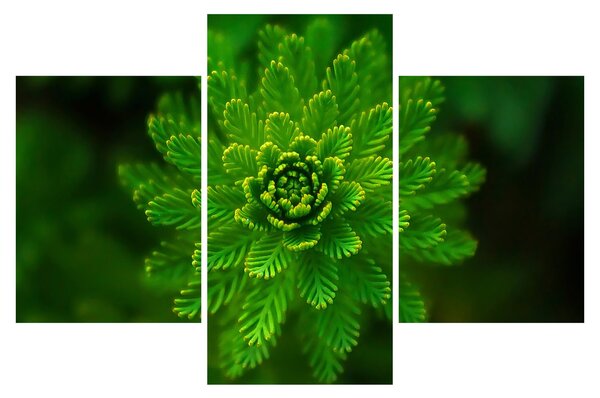 Tablou cu coniferi (90x60 cm)