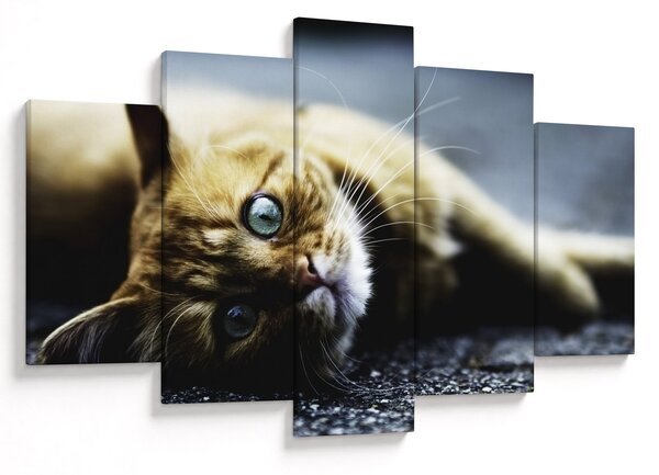 Tablou cu pisica (150x105 cm)