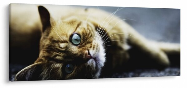 Tablou cu pisica (120x50 cm)