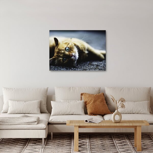 Tablou cu pisica (70x50 cm)
