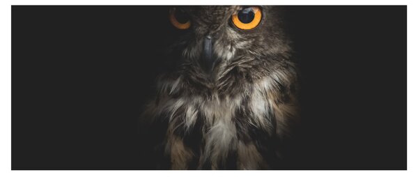 Tablou cu bufnița (120x50 cm)