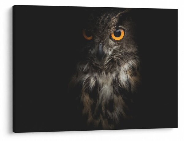 Tablou cu bufnița (70x50 cm)