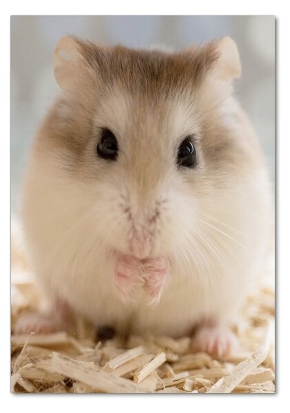 Tablou pe pe sticlă Hamster