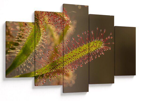 Tablou cu plantă (150x105 cm)