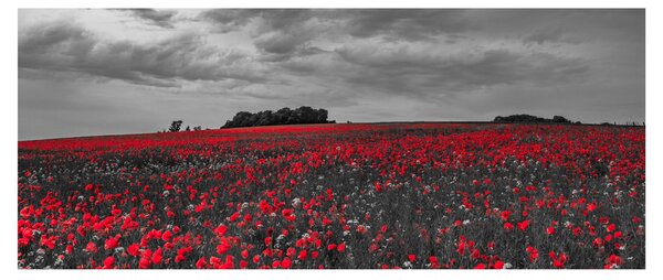Tablou cu maci (120x50 cm)