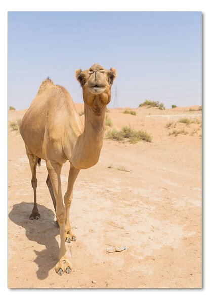 Fotografie imprimată pe sticlă Camel în deșert