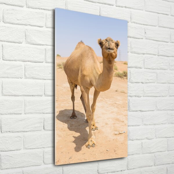Fotografie imprimată pe sticlă Camel în deșert