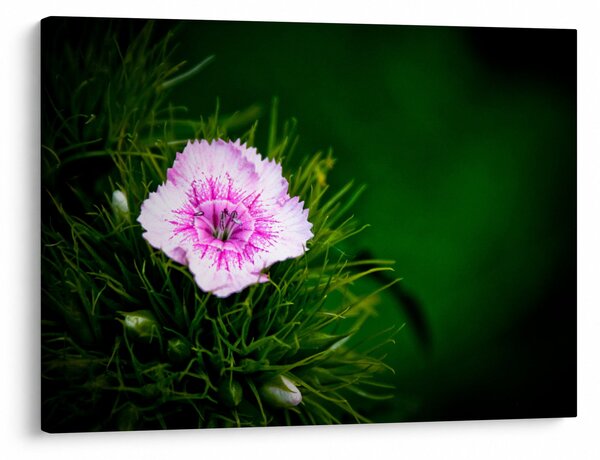 Tablou cu floare roz (70x50 cm)