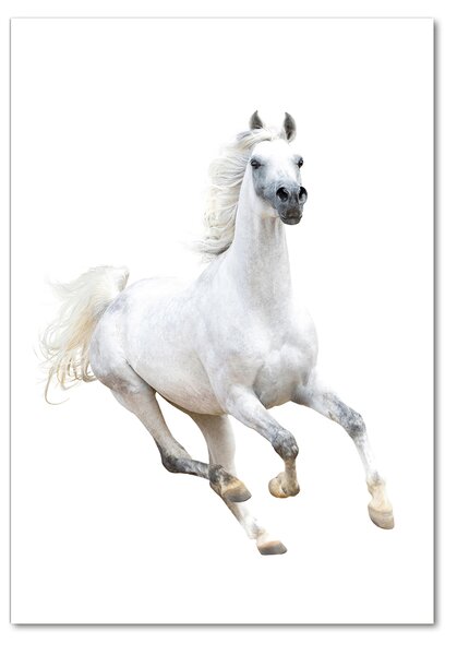 Fotografie imprimată pe sticlă cal alb în galop
