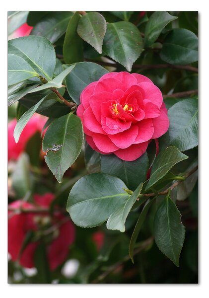 Pictura pe sticlă acrilică camelia